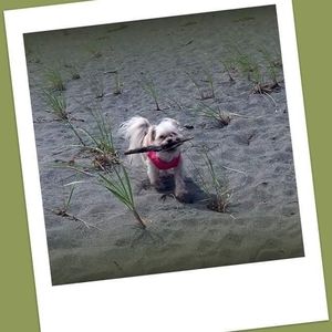 Meet your Posher, Jodi